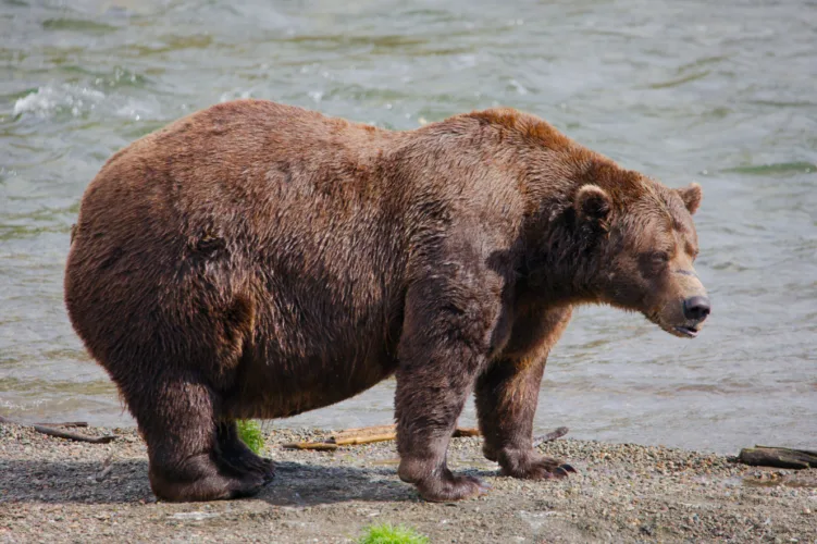 Fat Bear Week opens for Alaska’s  heavyweight crown. Can Chunk, the 1,200-pound champ, win again?